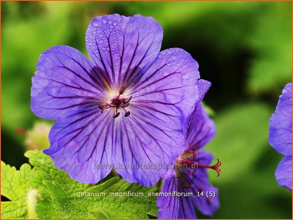 Geranium magnificum ‚Anemoniflorum‘