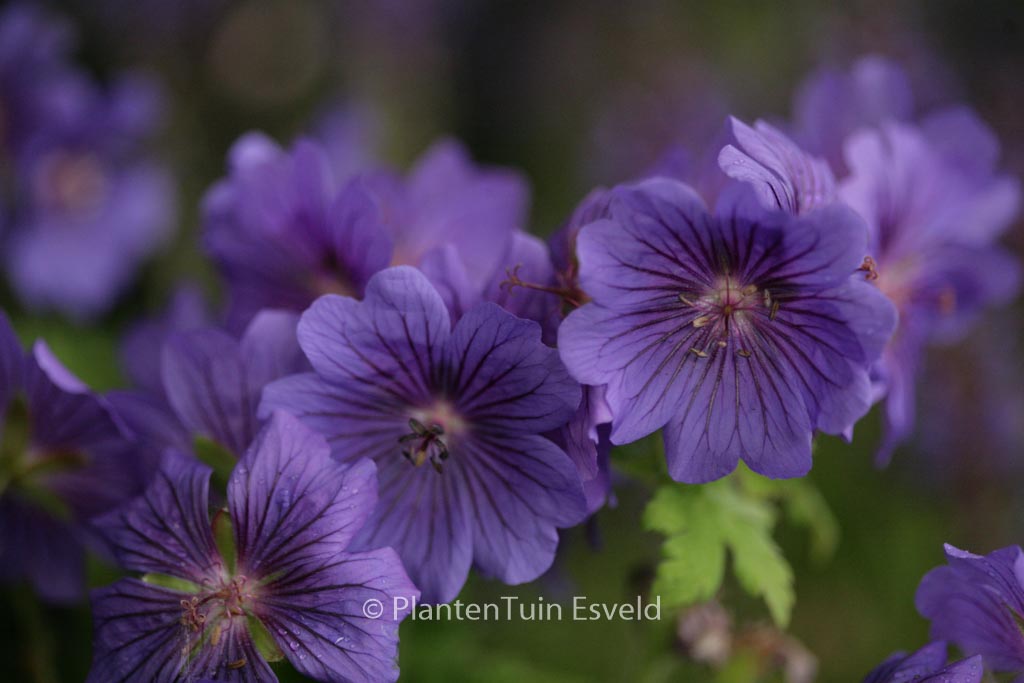 Geranium magnificum ‚Rosemoor‘