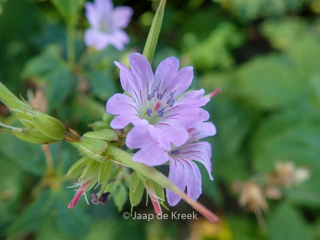 Geranium nododum ‚Simon‘