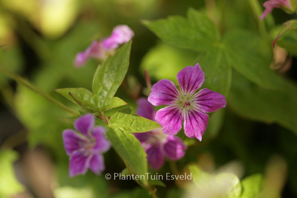 Geranium nodosum ‚Clos du Coudray‘