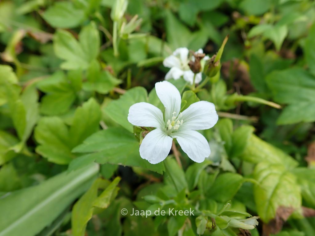 Geranium nodosum ‚Silverwood‘