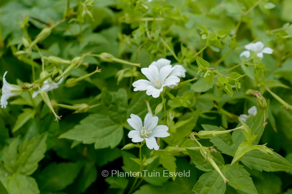Geranium nodosum ‚Wreighburn House White‘