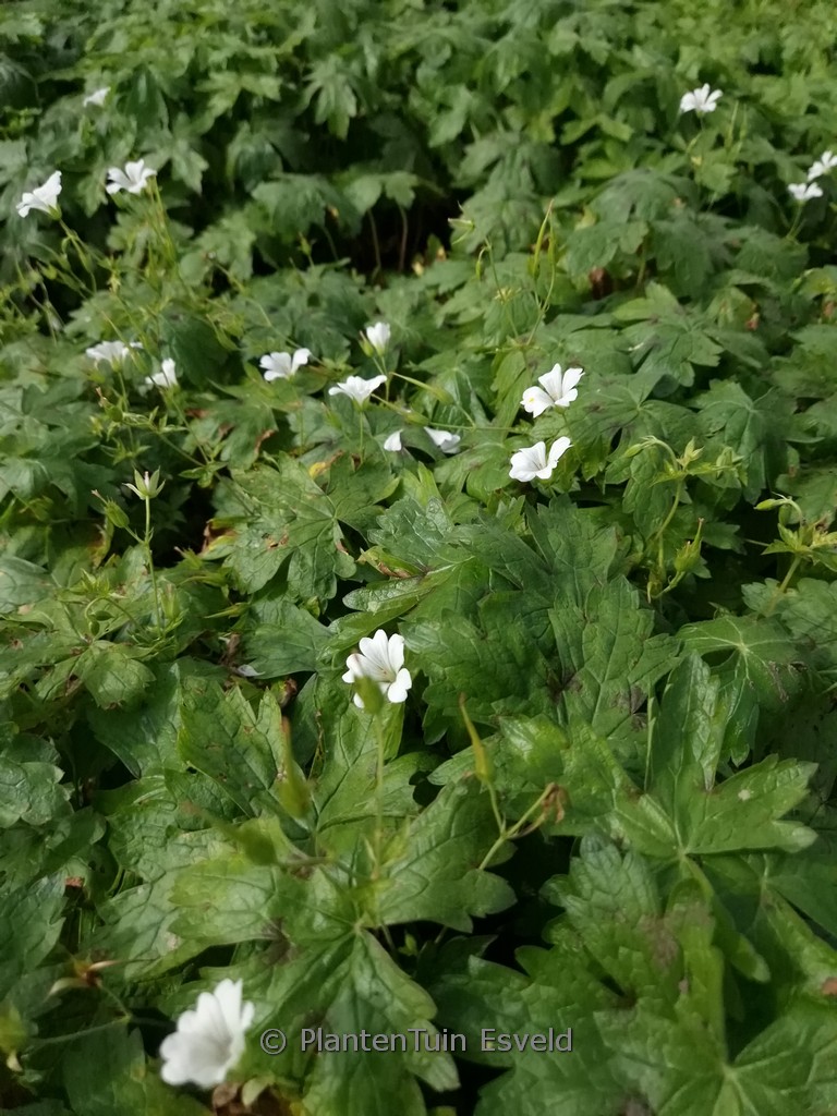 Geranium oxonianum ‚Ankum’s White‘