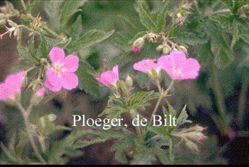 Geranium oxonianum ‚Claridge Druce‘