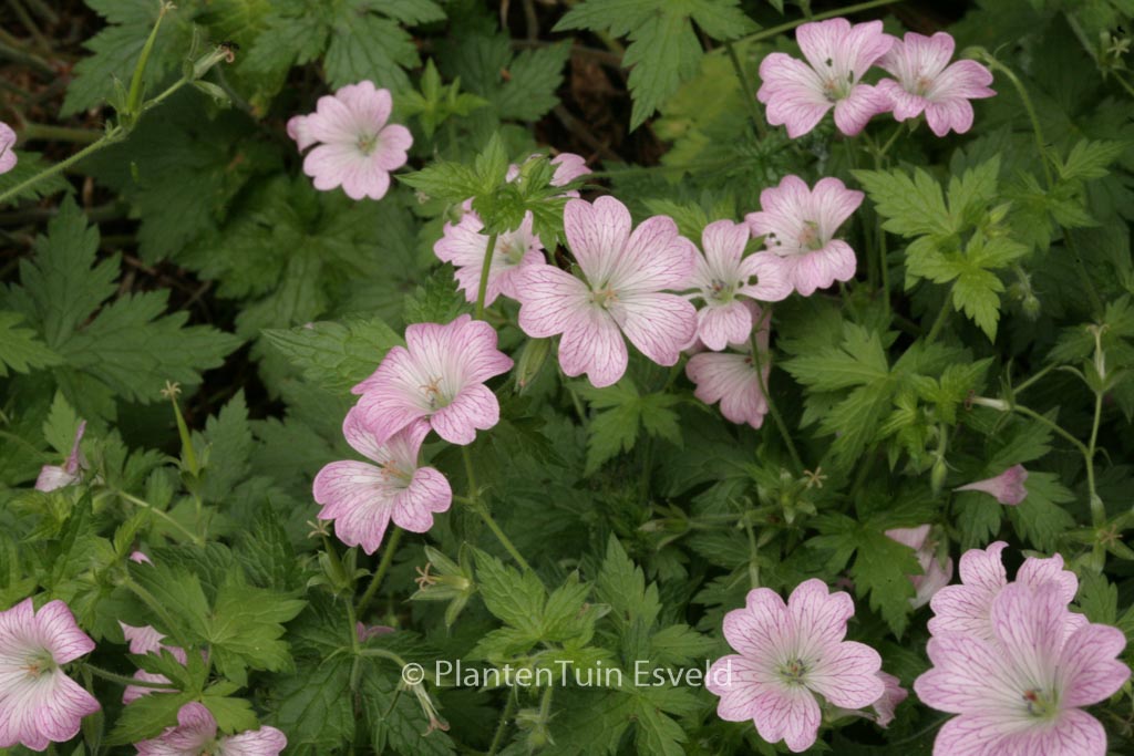 Geranium oxonianum ‚Hollywood‘