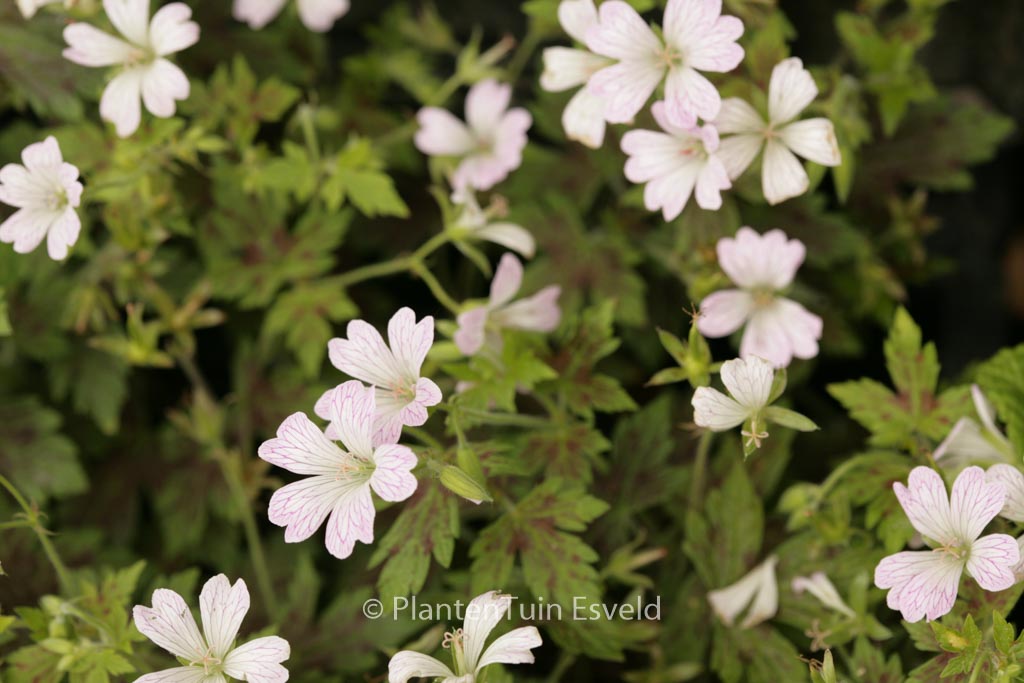 Geranium oxonianum ‚Katherine Adele‘