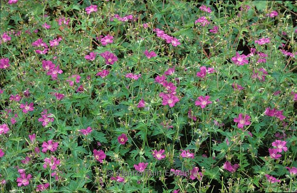 Geranium oxonianum ‚Koenigshof‘