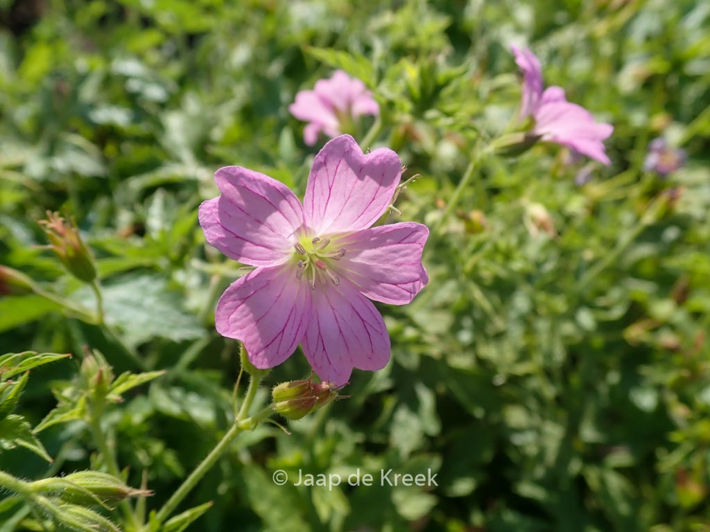 Geranium oxonianum ‚Lady Moore‘