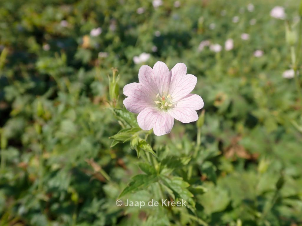 Geranium oxonianum ‚Maurice Moka‘