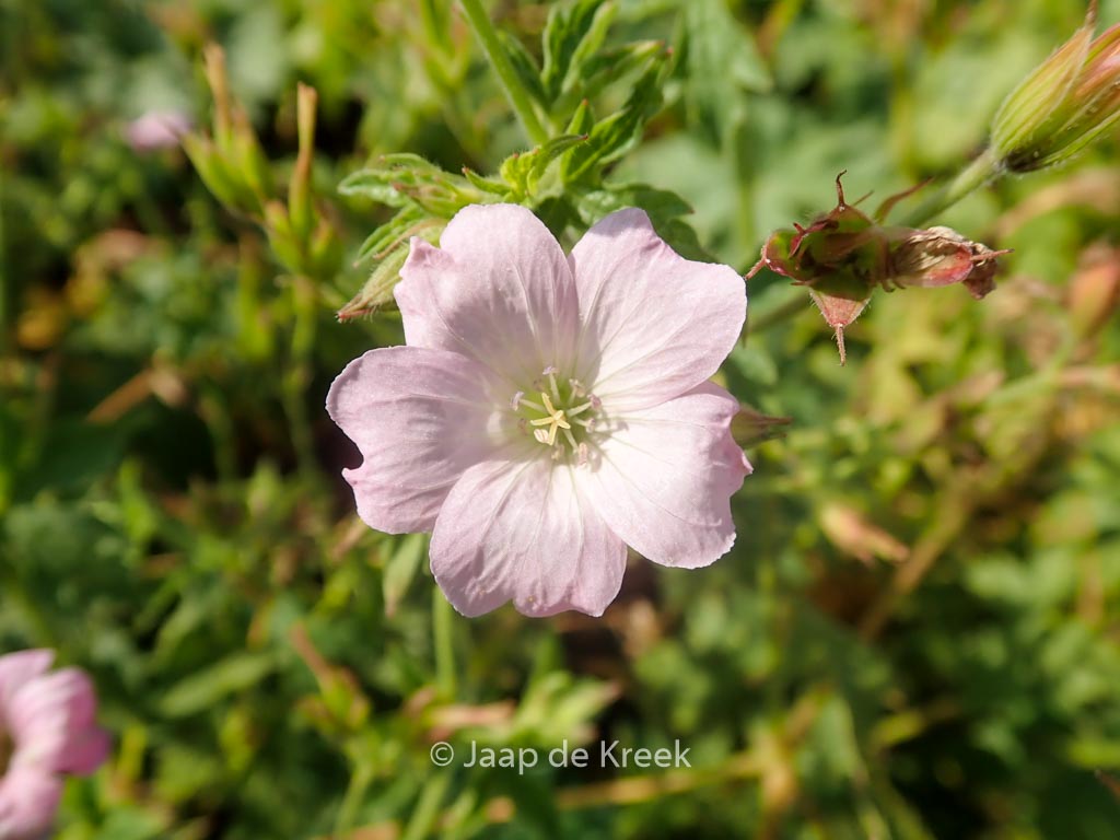 Geranium oxonianum ‚Rebecca Moss‘