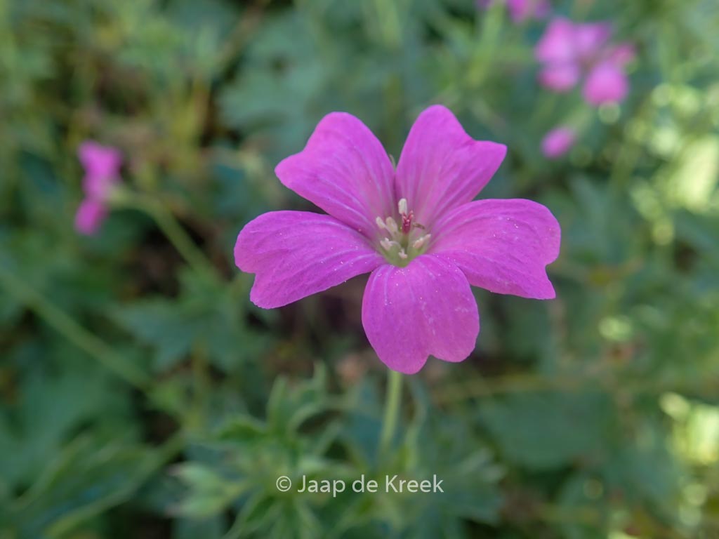 Geranium oxonianum ‚Rodbylund‘
