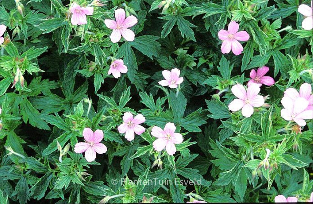 Geranium oxonianum ‚Rose Clair‘