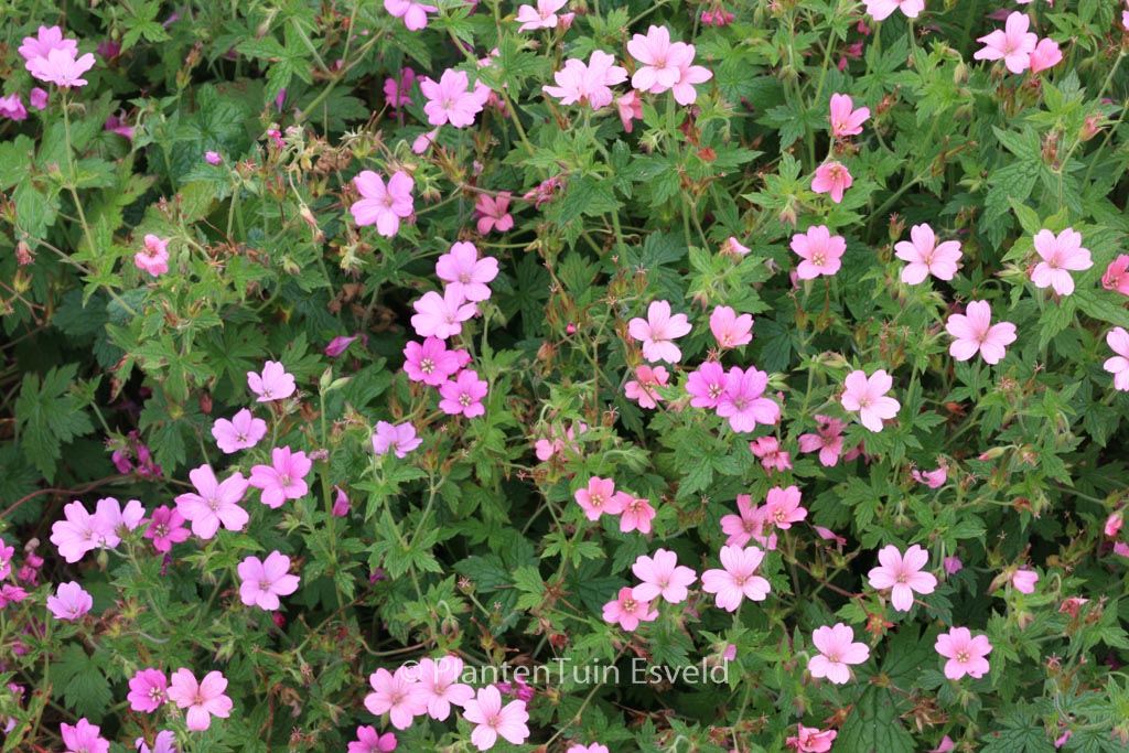Geranium oxonianum ‚Rosenlicht‘