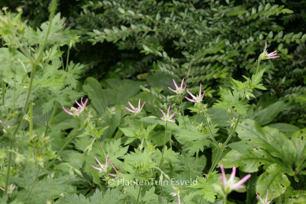 Geranium oxonianum ‚Sherwood‘