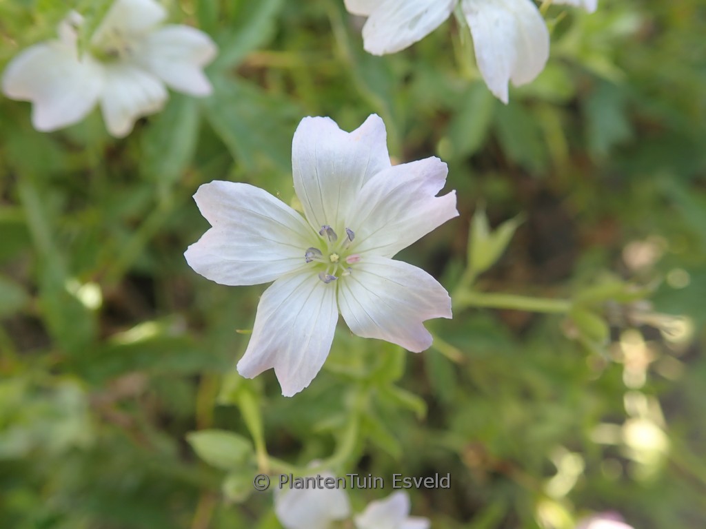 Geranium oxonianum ‚Trevor’s White‘