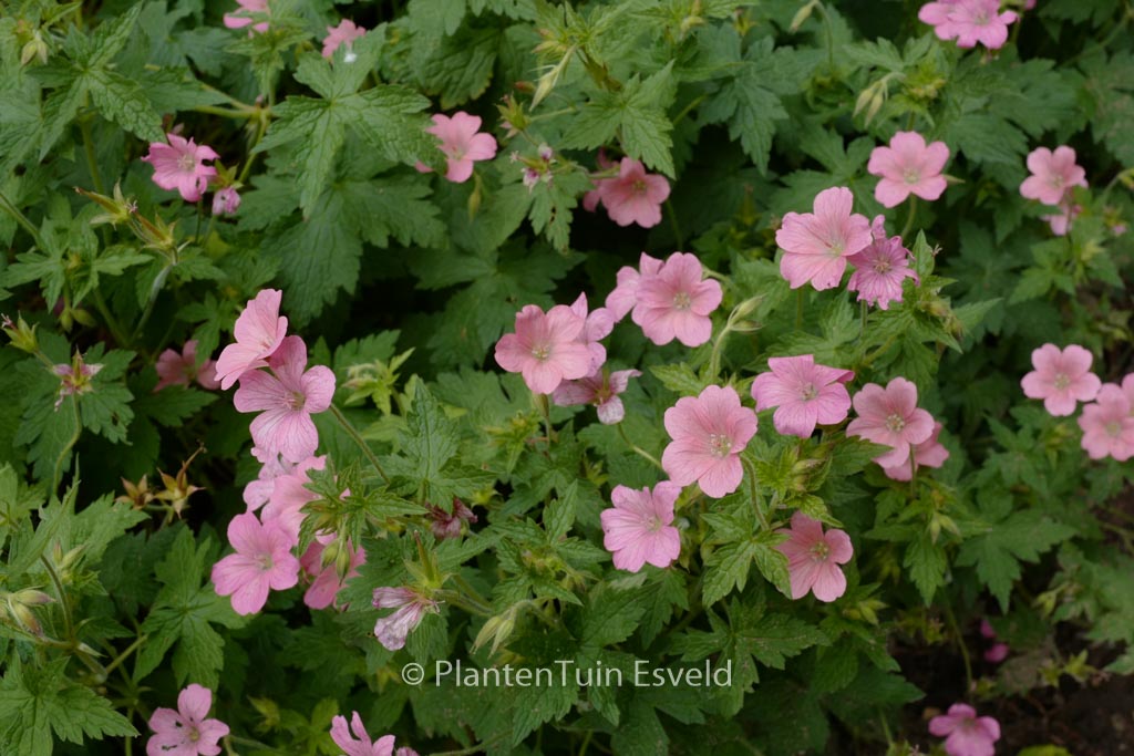 Geranium oxonianum ‚Wageningen‘