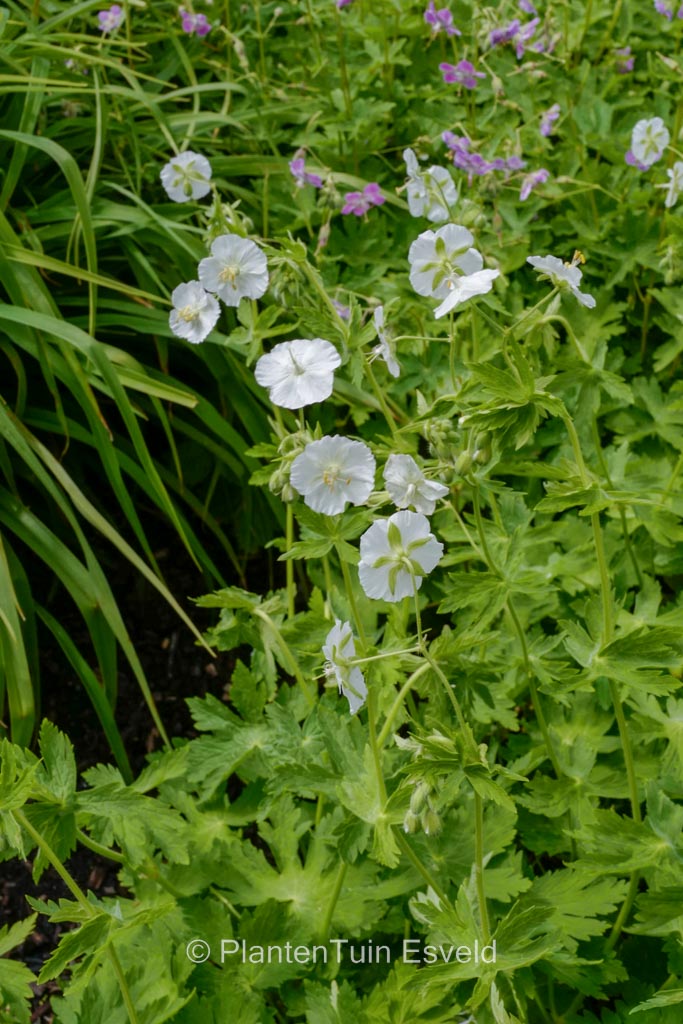 Geranium phaeum ‚Album‘
