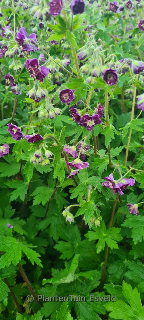 Geranium phaeum ‚Joseph Green‘