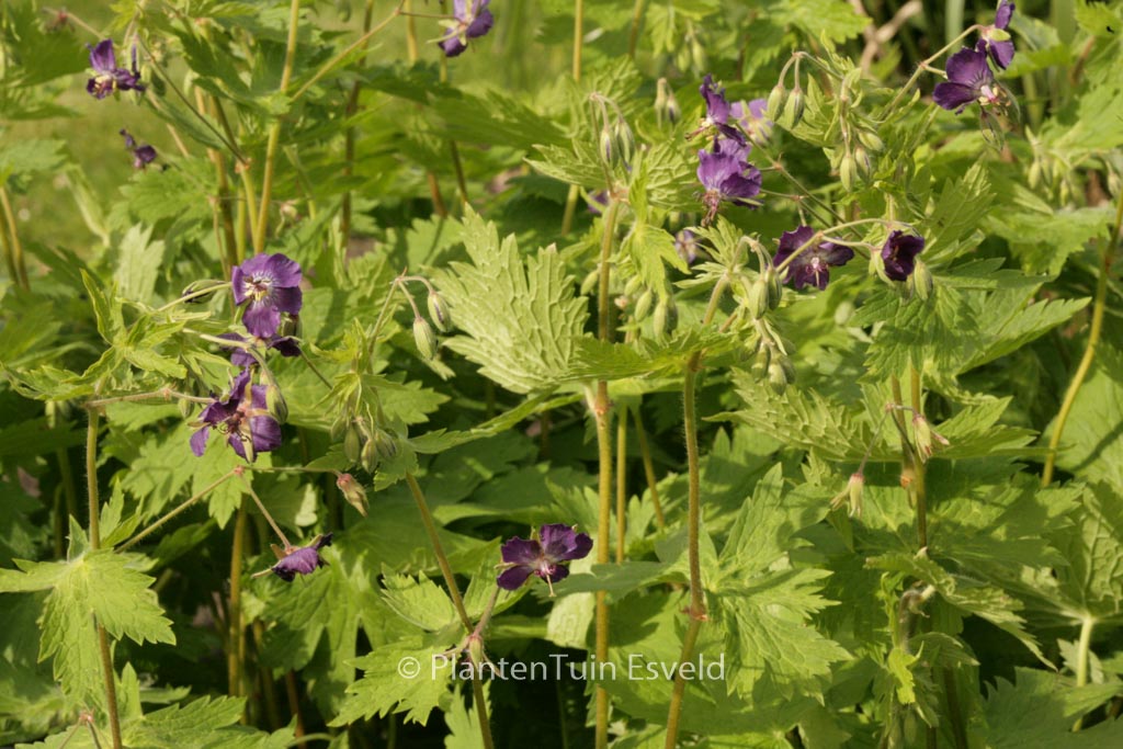 Geranium phaeum ‚Klepper‘