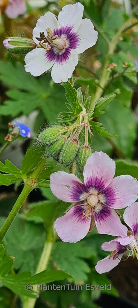 Geranium phaeum ‚Wendy’s Blush‘
