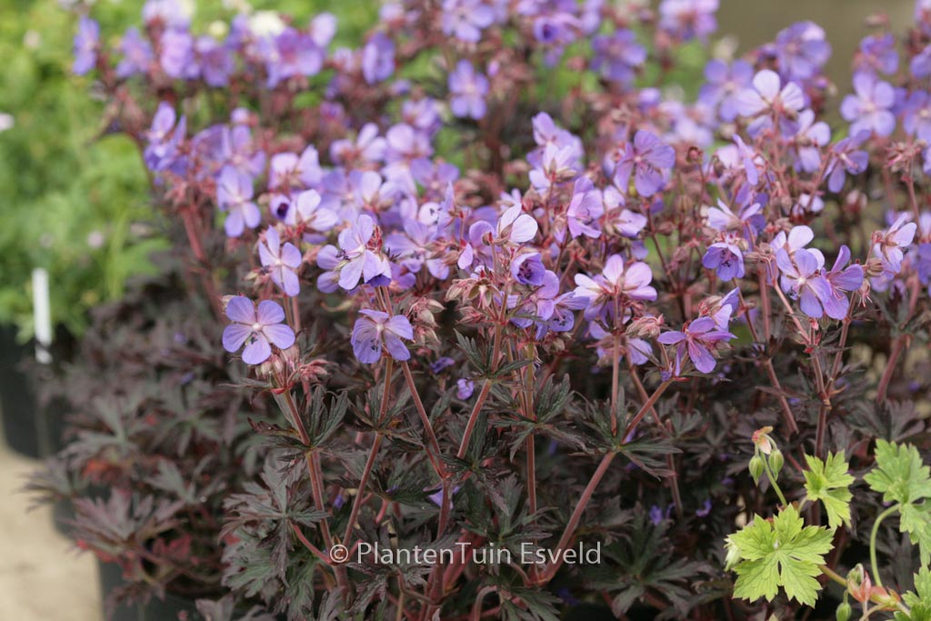 Geranium pratense ‚Hocus Pocus‘