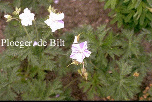 Geranium pratense ‚Striatum‘