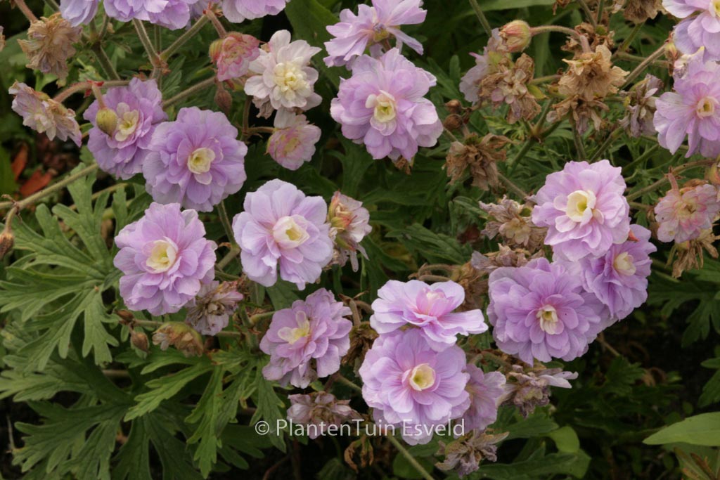 Geranium pratense ‚Summer Skies‘