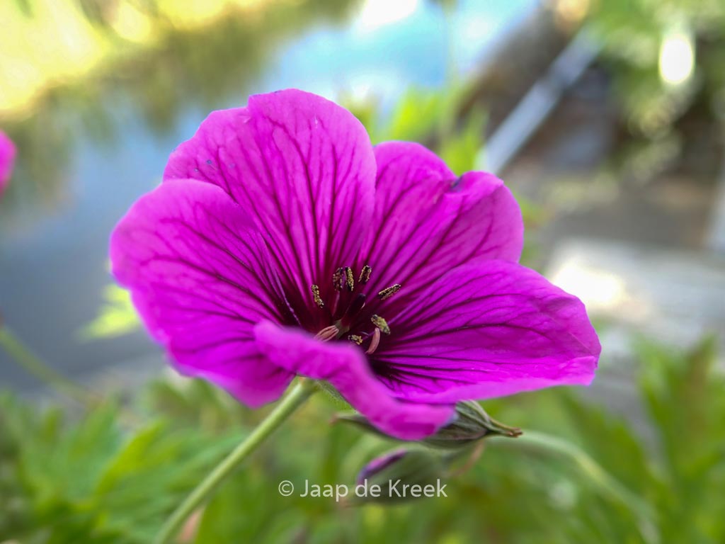 Geranium psilostemon ‚JS Matu Vu‘
