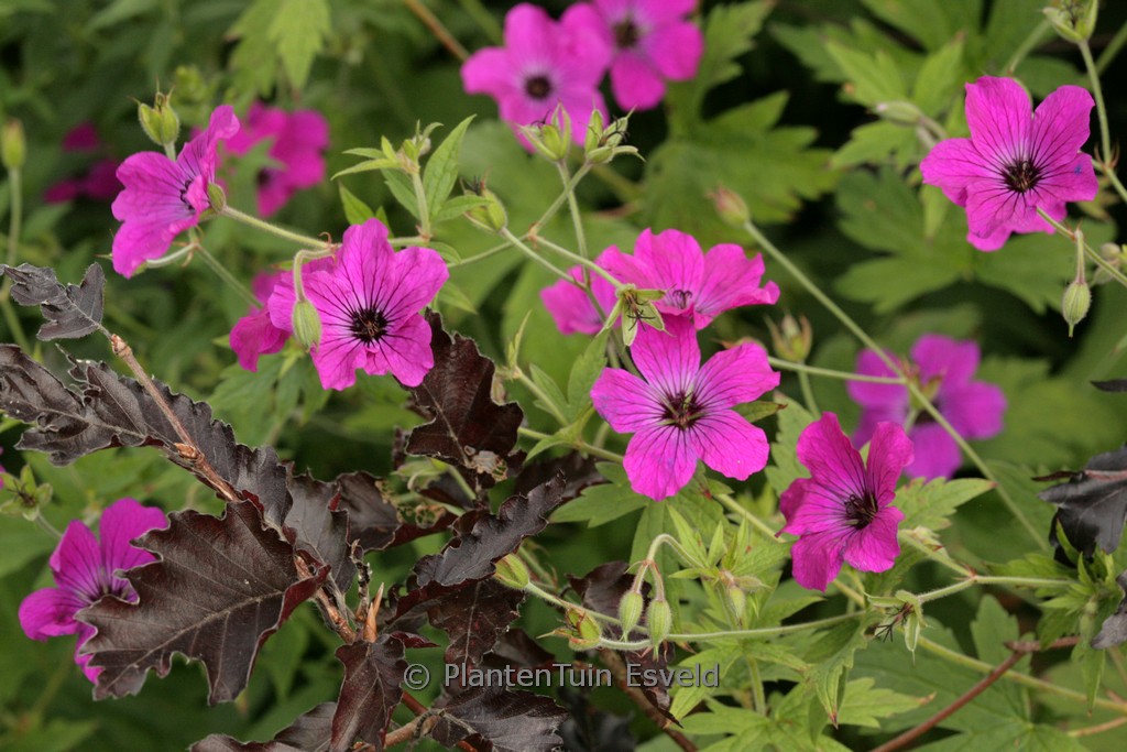 Geranium psilostemon ‚Red Admiral‘