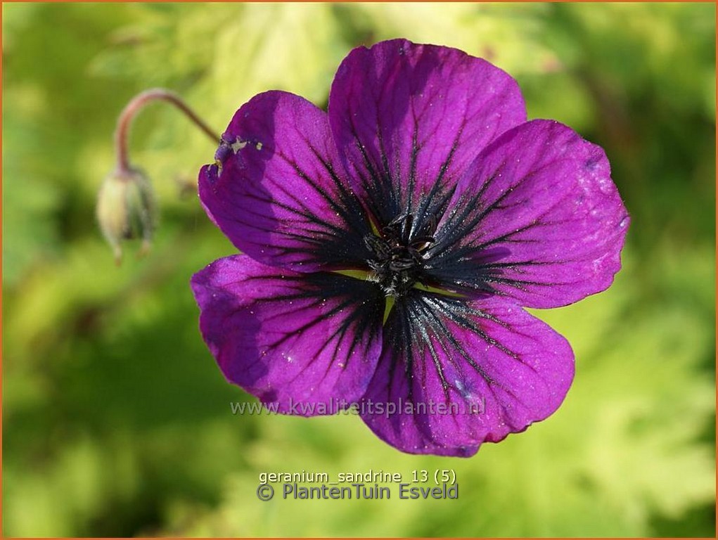 Geranium psilostemon ‚Sandrine‘