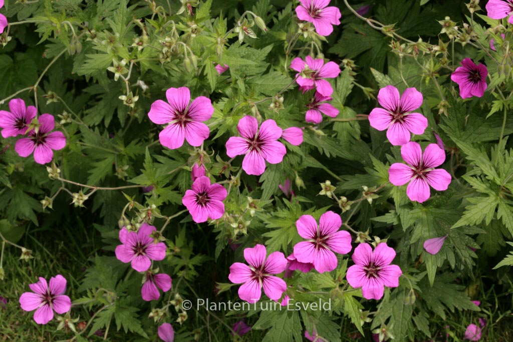 Geranium psilostemon