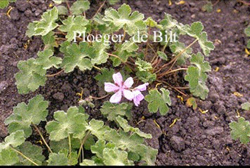 Geranium renardii ‚Tcschelda‘