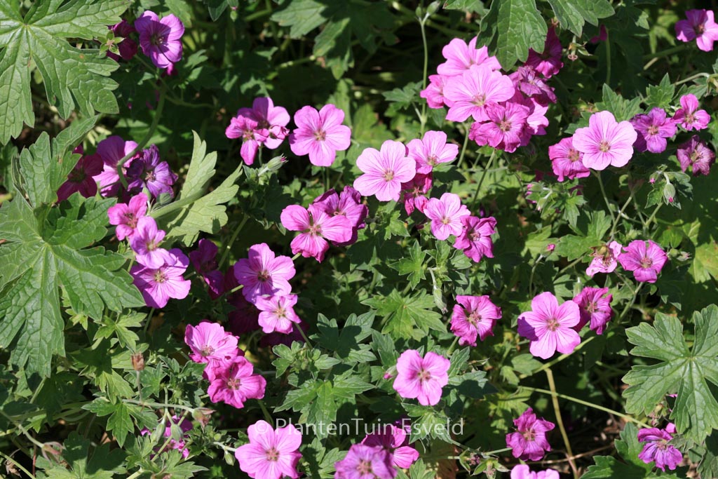 Geranium riversleaianum ‚Russell Prichard‘