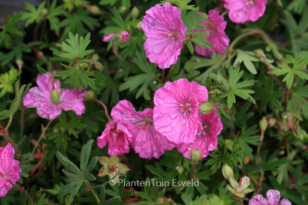 Geranium sanguineum ‚Ankum’s Pride‘
