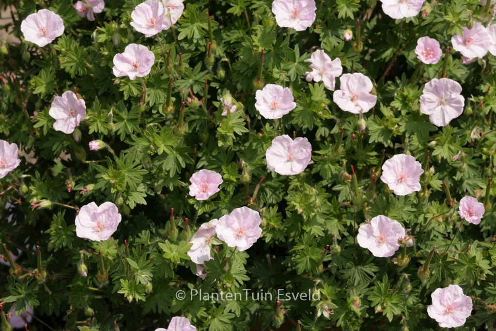 Geranium sanguineum ‚Apfelbluete‘