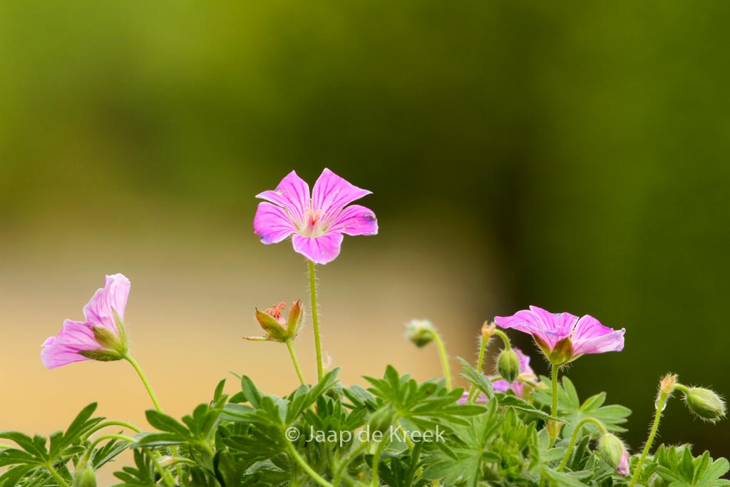 Geranium sanguineum ‚Canon Miles‘