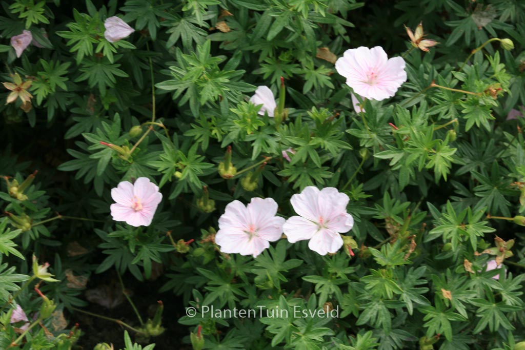 Geranium sanguineum ‚Compactum‘