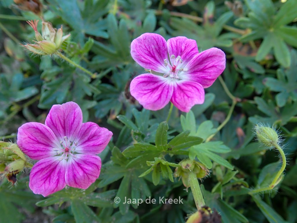 Geranium sanguineum ‚Elke‘