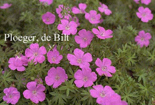 Geranium sanguineum ‚Elsbeth‘