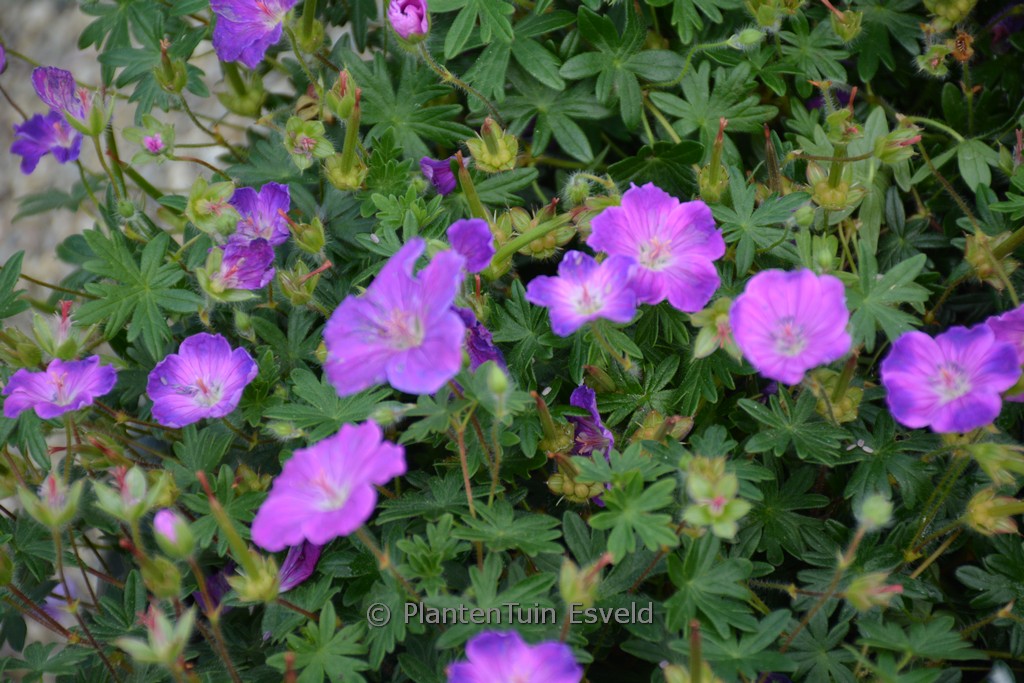 Geranium sanguineum ‚Frivolius Purple‘