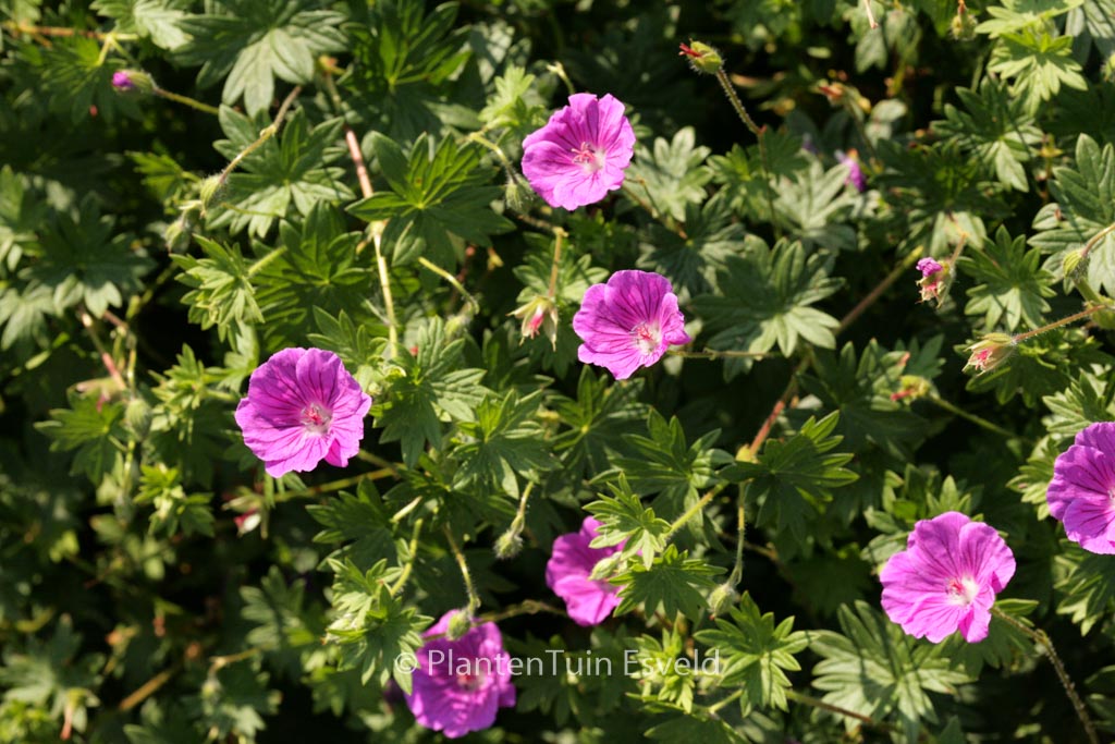 Geranium sanguineum ‚Hannelore‘