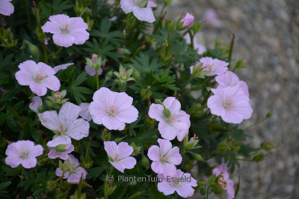 Geranium sanguineum ‚MVNG1811‘ (FRIVOLIUS PINK)