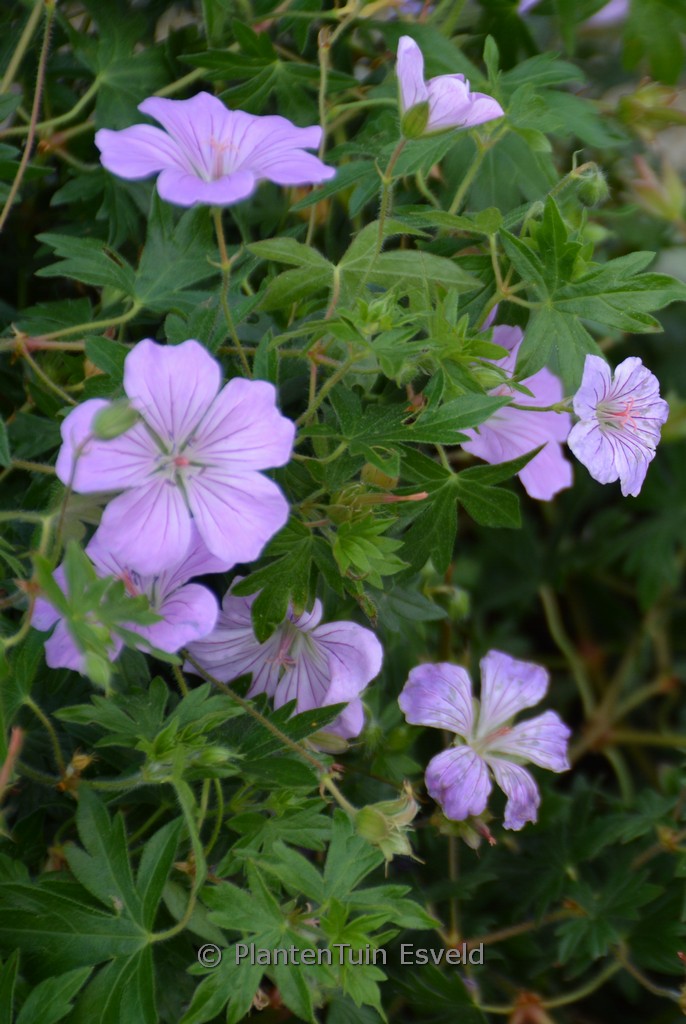 Geranium sanguineum ‚MVNG1901‘ (FRIVOLIUS LILAC)