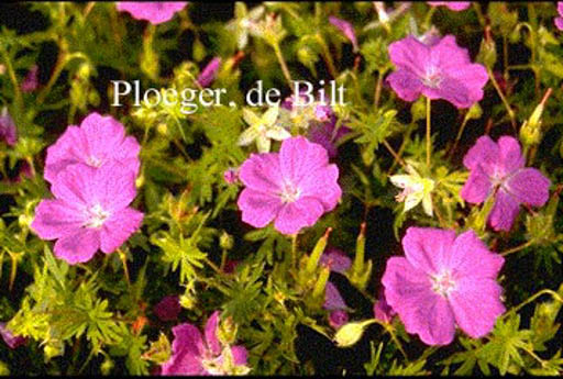 Geranium sanguineum ‚New Hampshire Purple‘