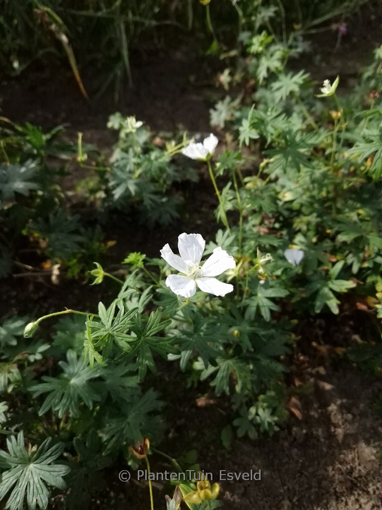Geranium sanguineum ‚Snowflake‘