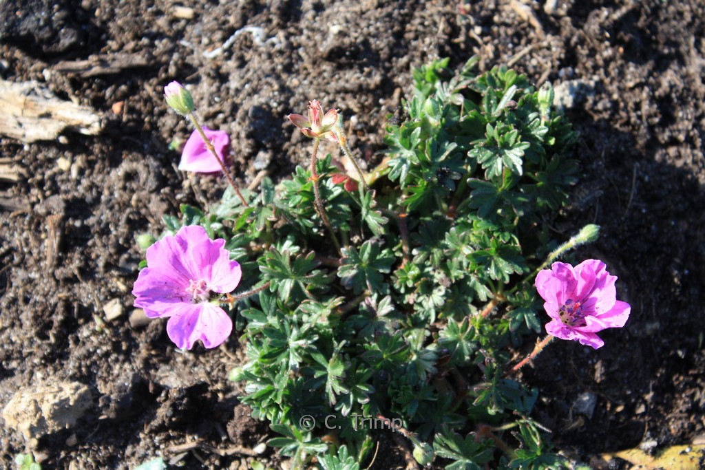 Geranium sanguineum