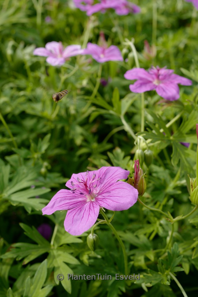 Geranium soboliferum ‚Butterfly Kisses‘