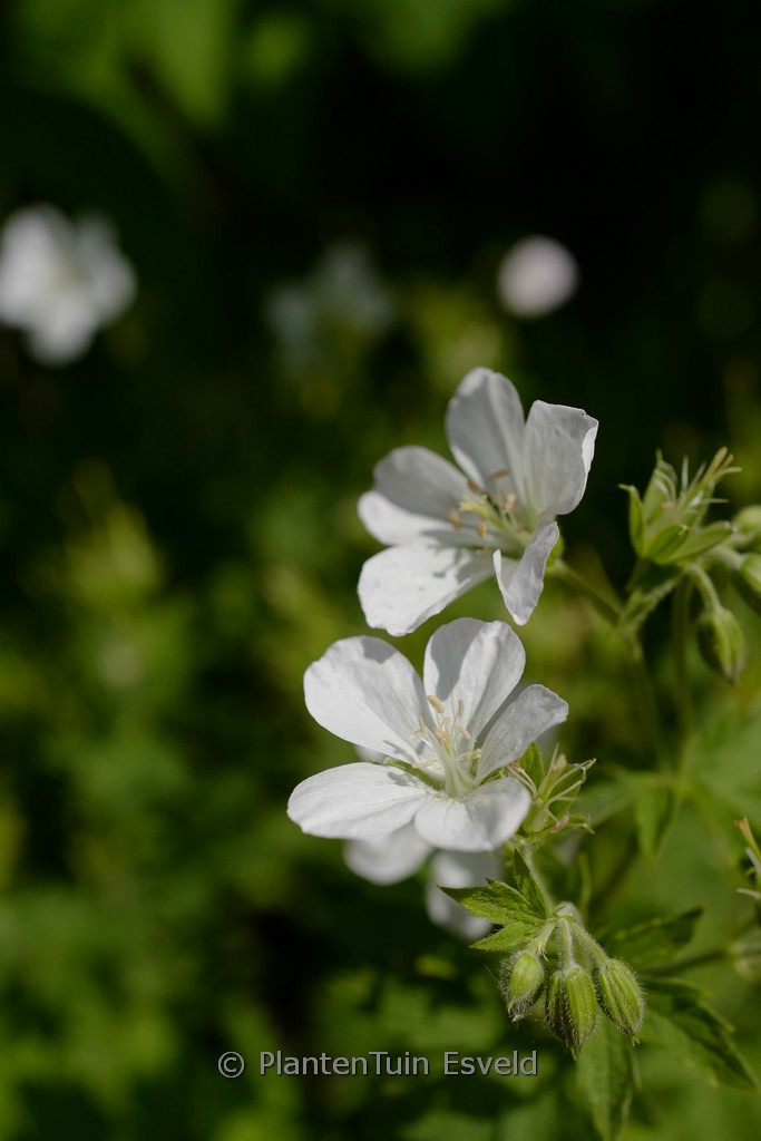 Geranium sylvaticum ‚Album‘