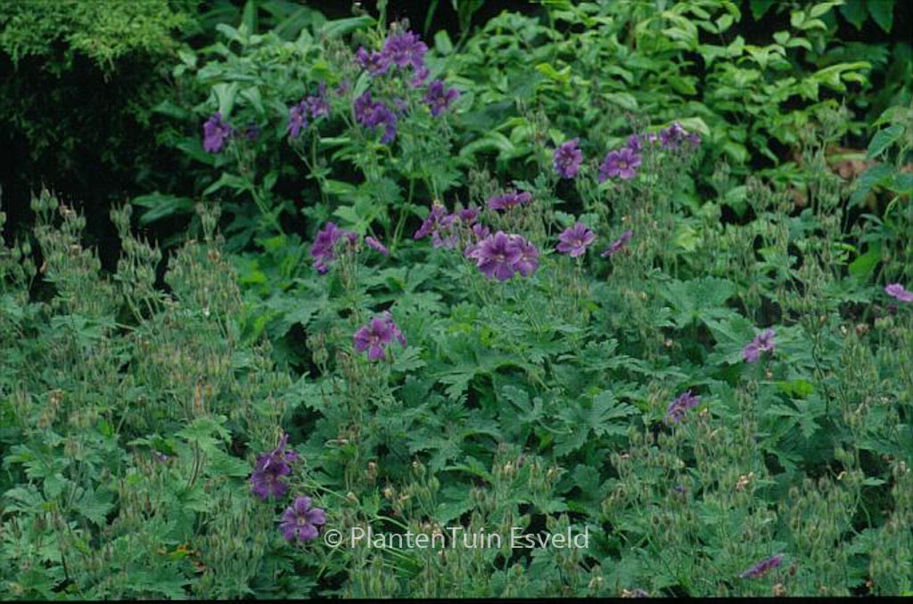 Geranium sylvaticum ‚Birch Lilac‘