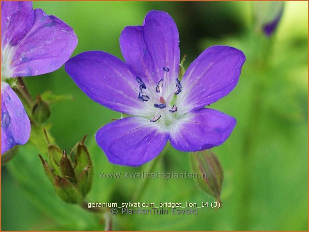 Geranium sylvaticum ‚Bridget Lion‘